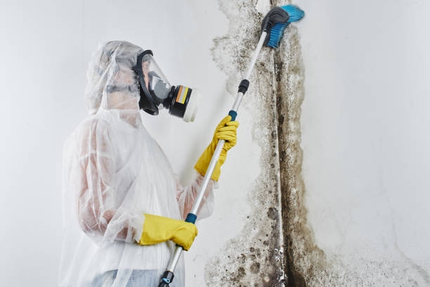 Best Attic Mold Removal  in Gustine, CA