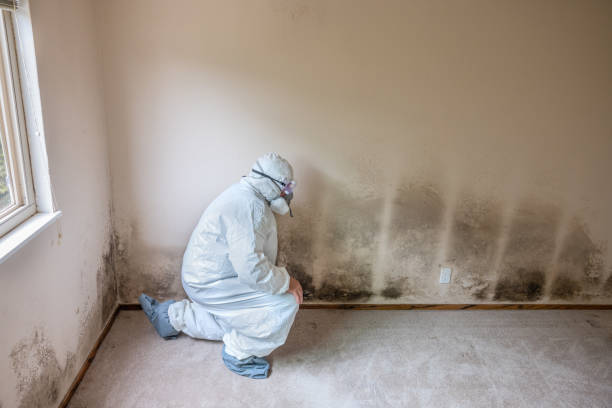 Best Commercial Mold Removal  in Gustine, CA